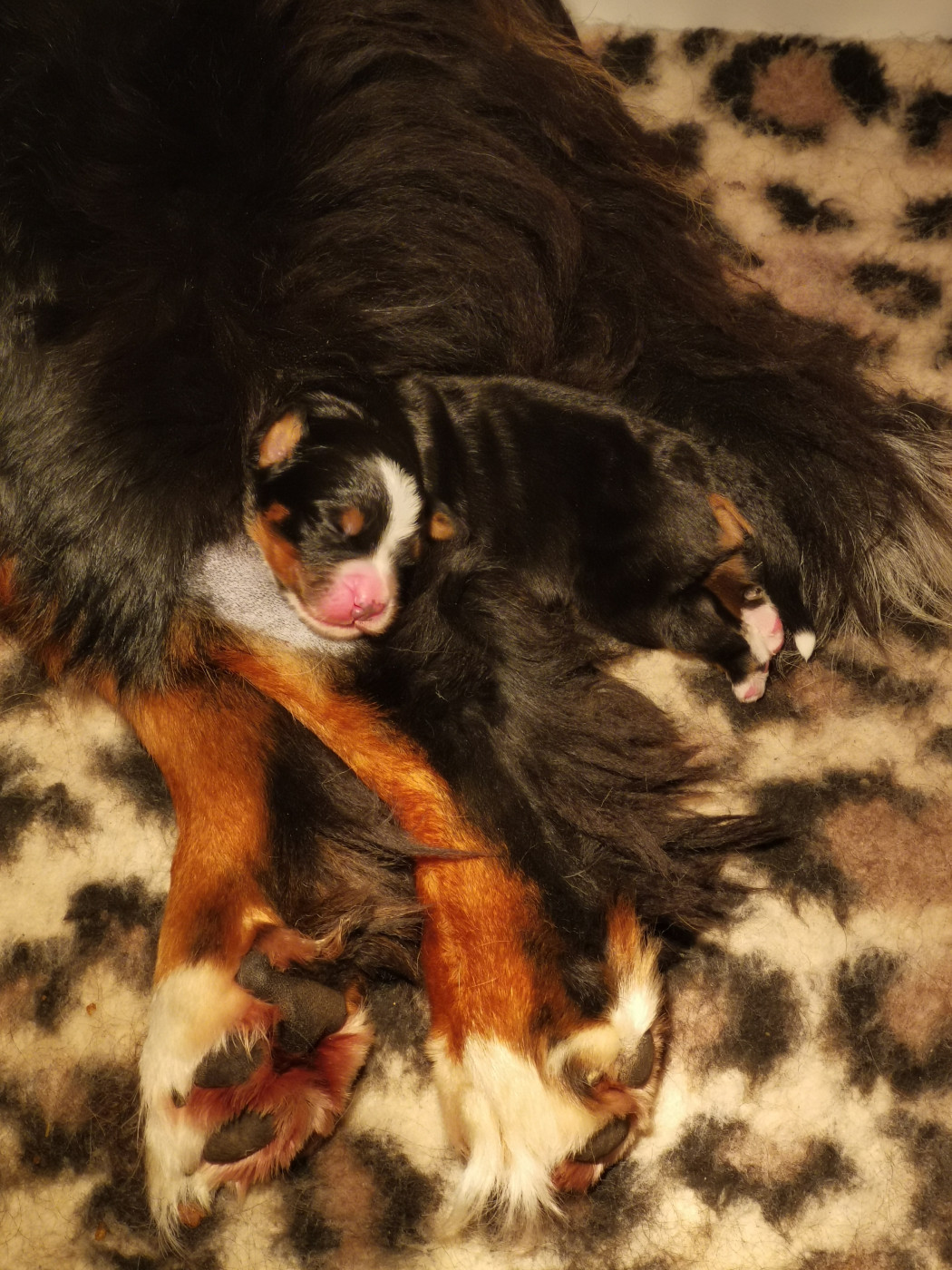 la petite famille pousse bien