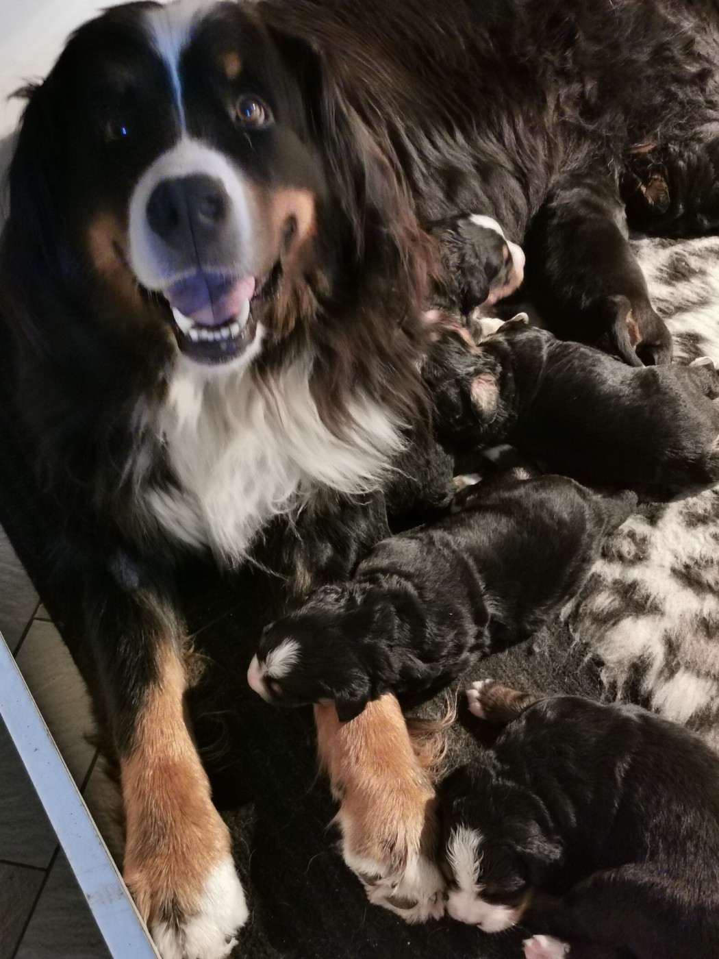 les bébés ont 2 semaines