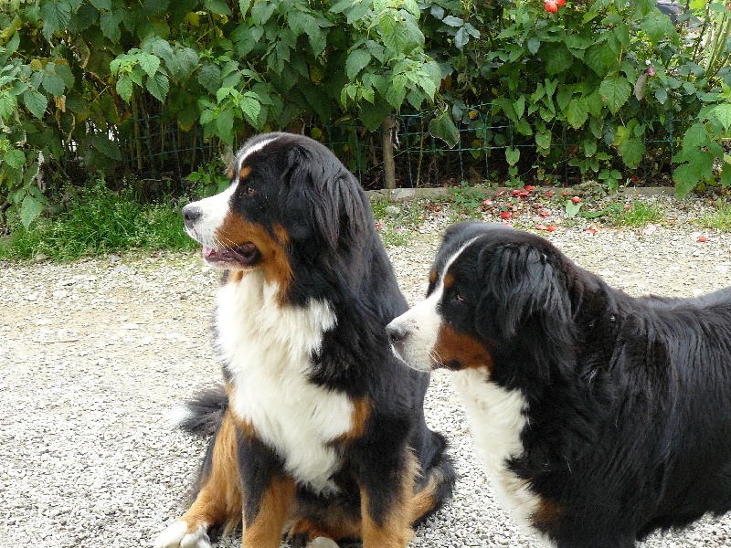 la famille des bernois
