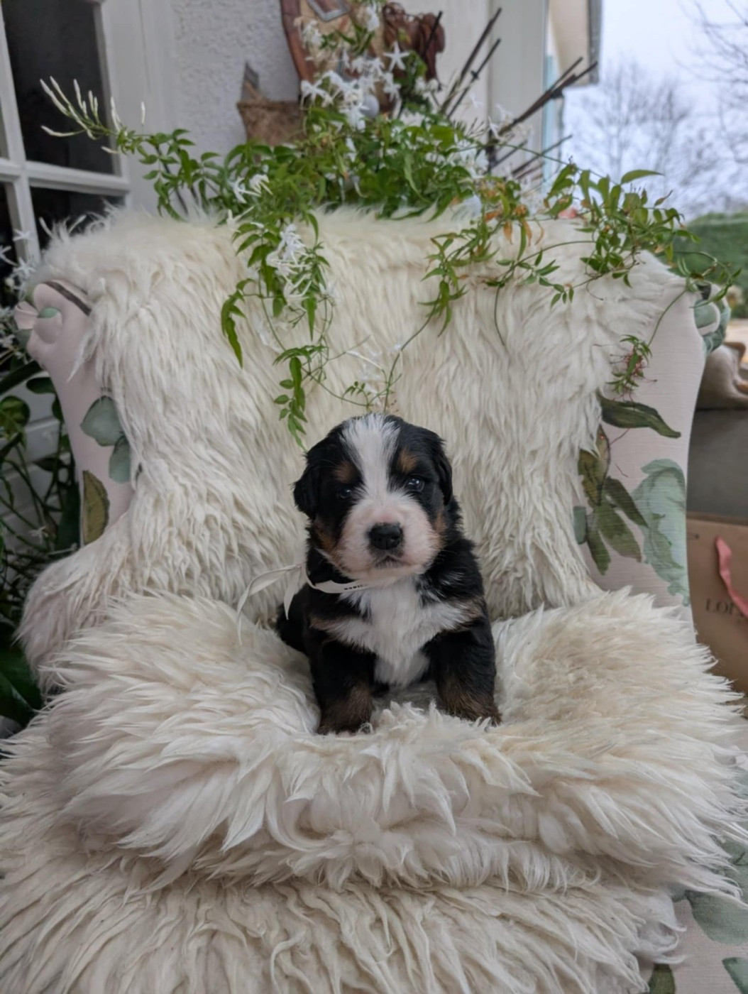 de Belle de Fontenelle - Chiots disponibles - Bouvier Bernois