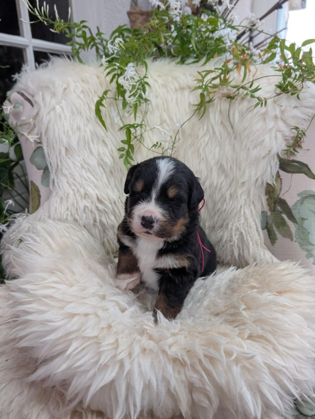 de Belle de Fontenelle - Chiots disponibles - Bouvier Bernois