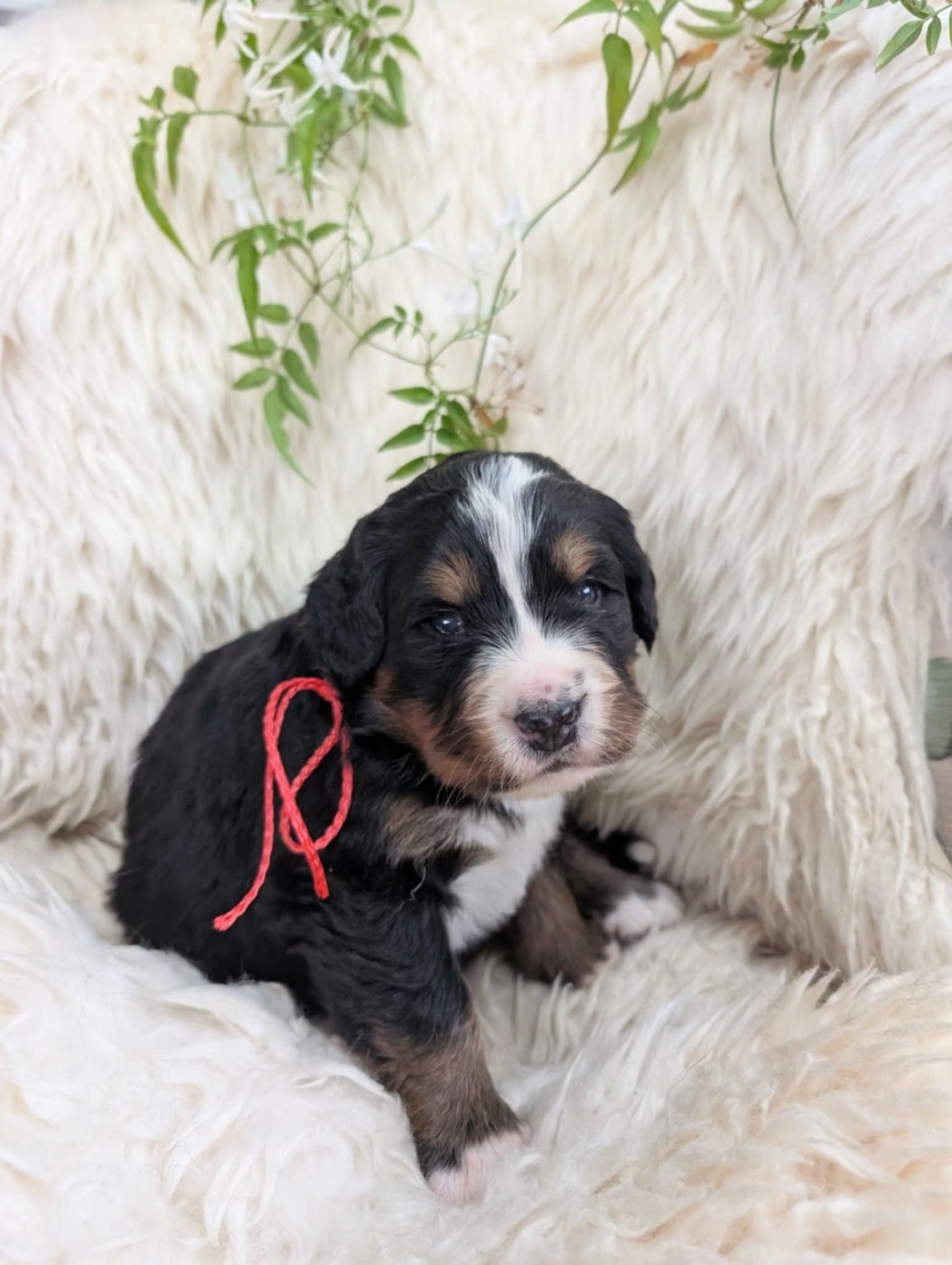 de Belle de Fontenelle - Chiots disponibles - Bouvier Bernois