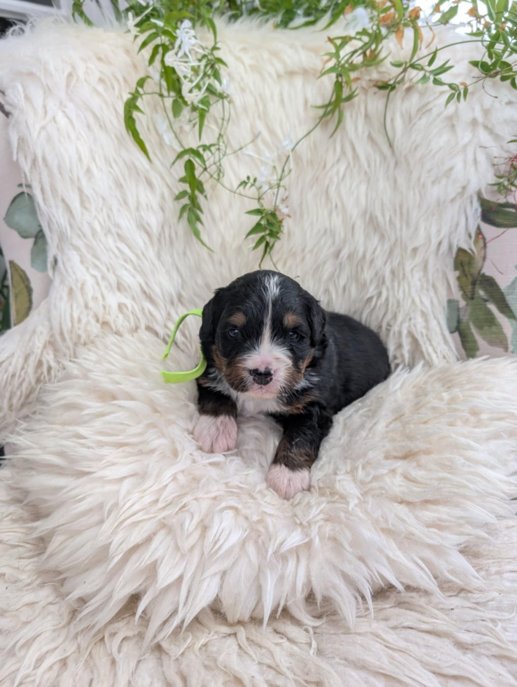 de Belle de Fontenelle - Chiots disponibles - Bouvier Bernois