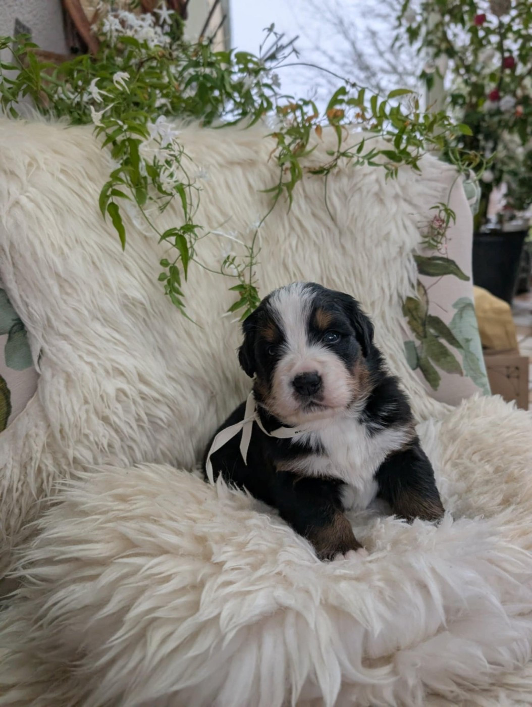 de Belle de Fontenelle - Bouvier Bernois - Portée née le 08/01/2026