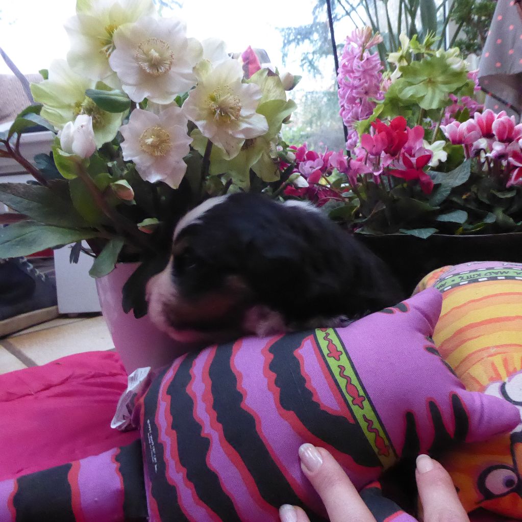 de Belle de Fontenelle - Bouvier Bernois - Portée née le 14/11/2018