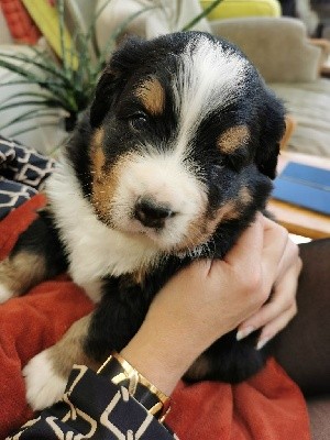 CHIOT