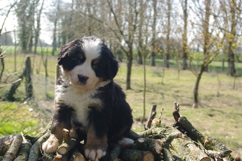 de Belle de Fontenelle - Bouvier Bernois - Portée née le 12/02/2016